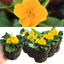 Primrose Orange