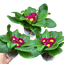 Primrose Purple