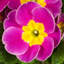 Primrose Purple
