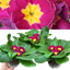 Primrose Purple