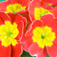 Primrose Red