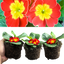 Primrose Red