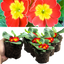 Primrose Red