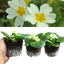 Primrose White