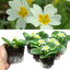 Primrose White