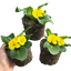 Primrose Yellow