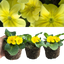Primrose Yellow