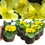 Primrose Yellow