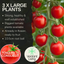 Tomato Consuelo 10.5cm