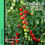 Tomato Consuelo 10.5cm
