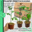 Tomato Consuelo 10.5cm