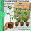 Tomato Consuelo 10.5cm