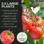 Tomato Growers Selection 10.5cm