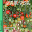 Tomato Growers Selection 10.5cm