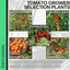 Tomato Growers Selection 10.5cm