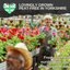 Tomato Growers Selection 10.5cm