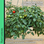Tomato Tumbling Tom 10.5cm