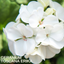 Geranium White Toscana Erika 10.5cm