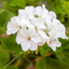 Geranium White Toscana Erika 10.5cm