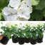 Geranium White Toscana Erika 10.5cm