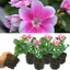 Geranium Bicolour Toscana Linus 10.5cm