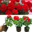 Geranium Red Toscana Mylena 10.5cm