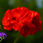 Geranium Red Toscana Mylena 10.5cm