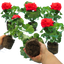 Geranium Red Toscana Mylena 10.5cm