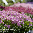 Nemesia Nuvo Rose Plants (Set of 3 or 6)