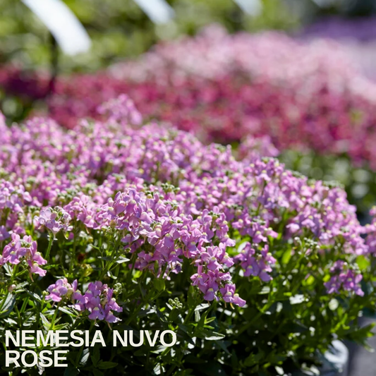 Massed Nemesia 'Nuvo Rose' in flower, soft pink two-lipped blooms over fresh green foliage