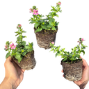 Nemesia Nuvo Rose Plants (Set of 3 or 6)
