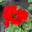 Geranium Red Toscana Senna 10.5cm