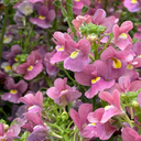 Nemesia Nuvo Rose Plants (Set of 3 or 6)