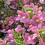 Nemesia Nuvo Rose 10.5cm