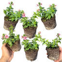 Nemesia Nuvo Rose Plants (Set of 3 or 6)