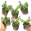Nemesia Nuvo Rose