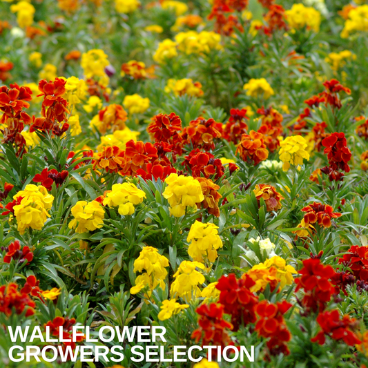 Bed of wallflowers in flower, dense spikes of red, orange and yellow blooms above narrow green leaves