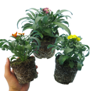 Wallflower Growers Selection Plants (Set of 3 or 6)