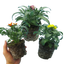 Wallflower Growers Selection