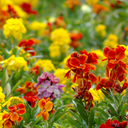 Wallflower Growers Selection Plants (Set of 3 or 6)