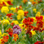 Wallflower Growers Selection