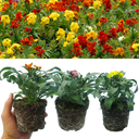 Wallflower Growers Selection Plants (Set of 3 or 6)
