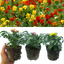 Wallflower Growers Selection