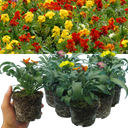 Wallflower Growers Selection Plants (Set of 3 or 6)