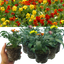 Wallflower Growers Selection