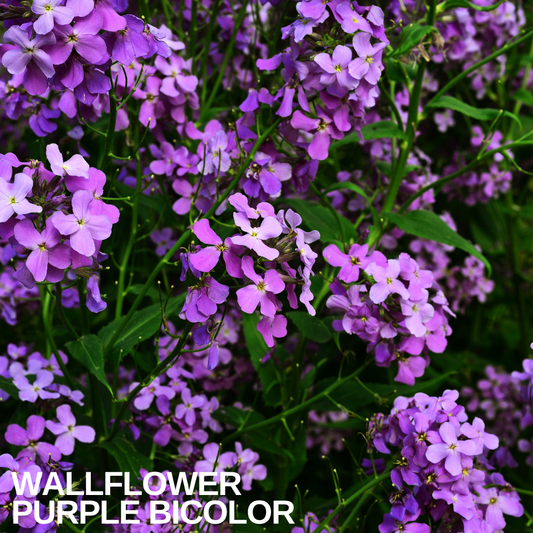 Wallflower Purple Bicolour in flower, loose sprays of pale lilac and deeper purple four-petalled blooms