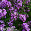 Wallflower Purple Bicolour