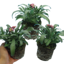 Wallflower Purple Bicolour Plants (Set of 3 or 6)