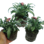 Wallflower Purple Bicolour