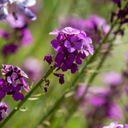 Wallflower Purple Bicolour Plants (Set of 3 or 6)